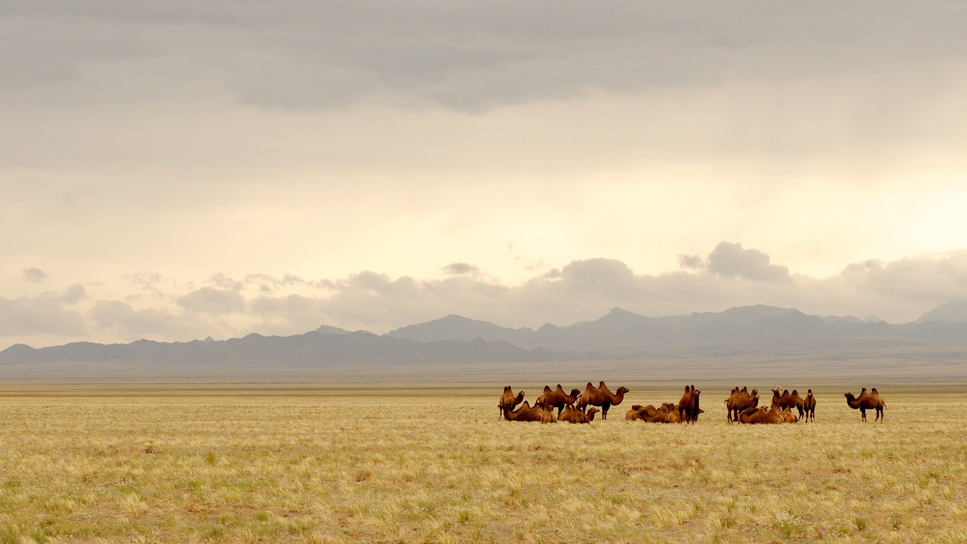 Mongolei